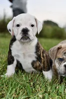 Lola, a female English Bulldog and Olde English Bulldogge for sale in Grove, OK – 3 of 10