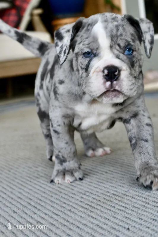 Hoss – English Bulldog, Olde English Bulldogge puppy for sale in Grove, OK