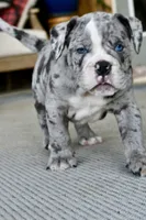 Hoss, a male English Bulldog and Olde English Bulldogge for sale in Grove, OK – 2 of 10