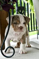 Stuffy, a male English Bulldog and Olde English Bulldogge for sale in Grove, OK – 6 of 10