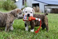 Lola, a female English Bulldog and Olde English Bulldogge for sale in Grove, OK – 8 of 10
