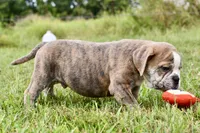 Otis, a male English Bulldog and Olde English Bulldogge for sale in Grove, OK – 7 of 10