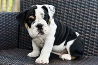 Bruce, a male English Bulldog and Olde English Bulldogge for sale in Grove, OK – 5 of 10