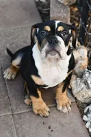 Jack, a male English Bulldog and Olde English Bulldogge for sale in Grove, OK – 9 of 10