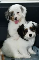 Hazel, a female Miniature Bernedoodle for sale in Grove, OK – 8 of 9