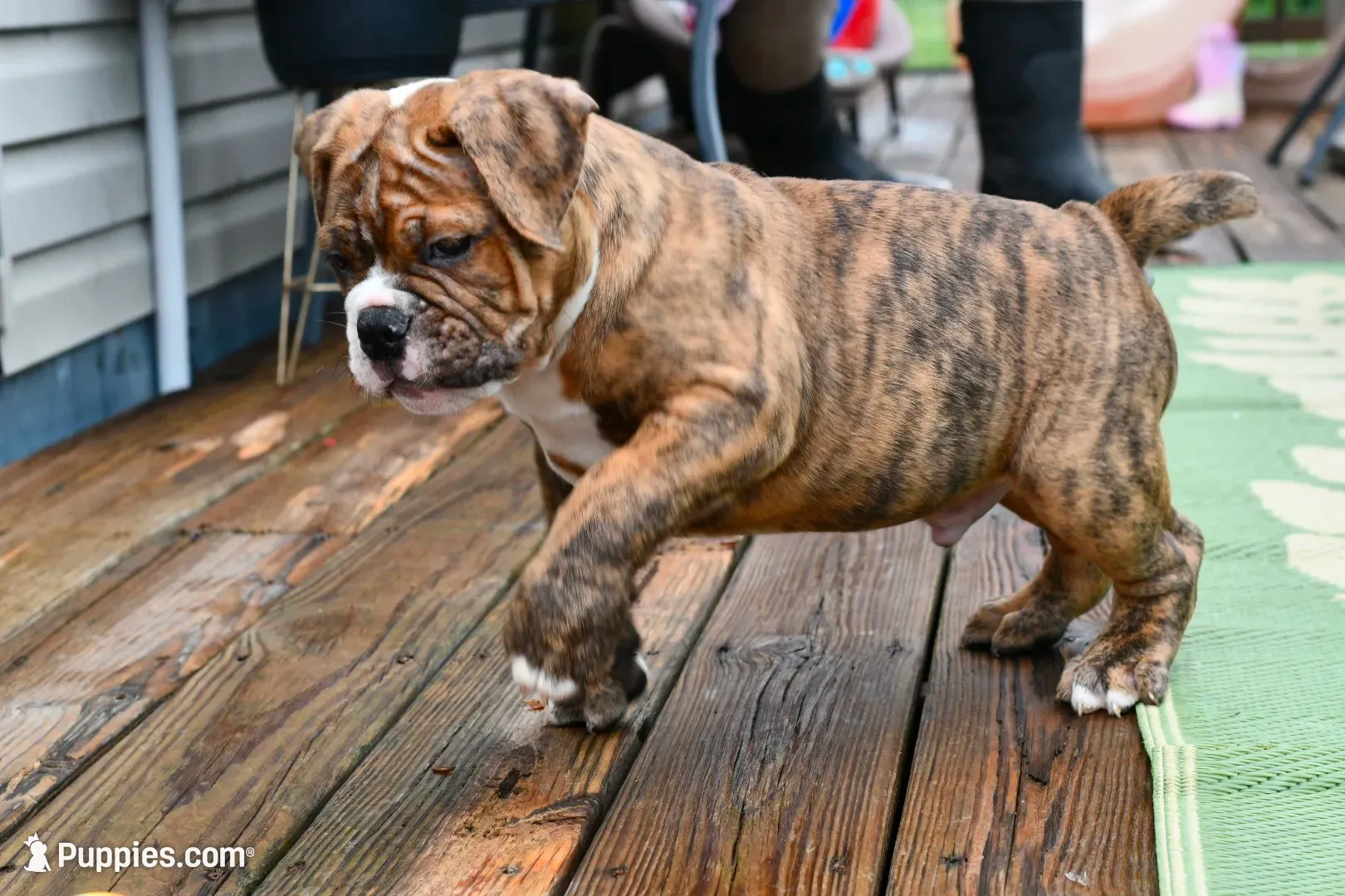 Red, a male Olde English Bulldogge for sale in Grove, OK – 3 of 10