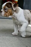 Tink, a female English Bulldog and Olde English Bulldogge for sale in Grove, OK – 10 of 10