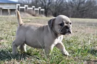 Daisy, a female French Bulldog and Olde English Bulldogge for sale in Grove, OK – Photo 8 of 8