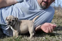 Daisy, a female French Bulldog and Olde English Bulldogge for sale in Grove, OK – Photo 7 of 8