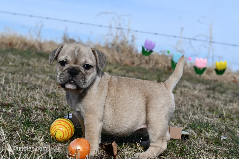 Daisy, a female French Bulldog and Olde English Bulldogge for sale in Grove, OK – Photo 1 of 8