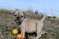 Daisy, a female French Bulldog and Olde English Bulldogge for sale in Grove, OK – Photo 1 of 8