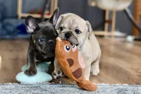 Free delivery Rolla MO 3/8, a female French Bulldog and Olde English Bulldogge for sale in Grove, OK – Photo 8 of 10