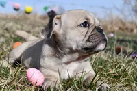 Daisy, a female French Bulldog and Olde English Bulldogge for sale in Grove, OK – Photo 2 of 8