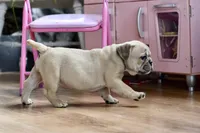 Free delivery Rolla MO 3/8, a female French Bulldog and Olde English Bulldogge for sale in Grove, OK – Photo 5 of 10