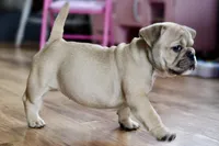 Free delivery Rolla MO 3/8, a female French Bulldog and Olde English Bulldogge for sale in Grove, OK – Photo 1 of 10