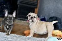 Free delivery Rolla MO 3/8, a female French Bulldog and Olde English Bulldogge for sale in Grove, OK – Photo 6 of 10