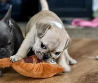 Free delivery Rolla MO 3/8, a female French Bulldog and Olde English Bulldogge for sale in Grove, OK – Photo 2 of 10