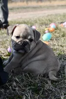 Daisy, a female French Bulldog and Olde English Bulldogge for sale in Grove, OK – Photo 3 of 8