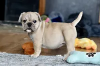 Free delivery Rolla MO 3/8, a female French Bulldog and Olde English Bulldogge for sale in Grove, OK – Photo 3 of 10