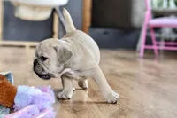 Free delivery Rolla MO 3/8, a female French Bulldog and Olde English Bulldogge for sale in Grove, OK – Photo 10 of 10