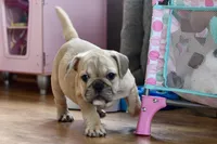 Free delivery Rolla MO 3/8, a female French Bulldog and Olde English Bulldogge for sale in Grove, OK – Photo 4 of 10