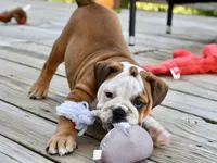 Kenya, a female English Bulldog and Olde English Bulldogge for sale in Grove, OK – 6 of 10