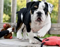 Bruce, a male English Bulldog and Olde English Bulldogge for sale in Grove, OK – 4 of 10