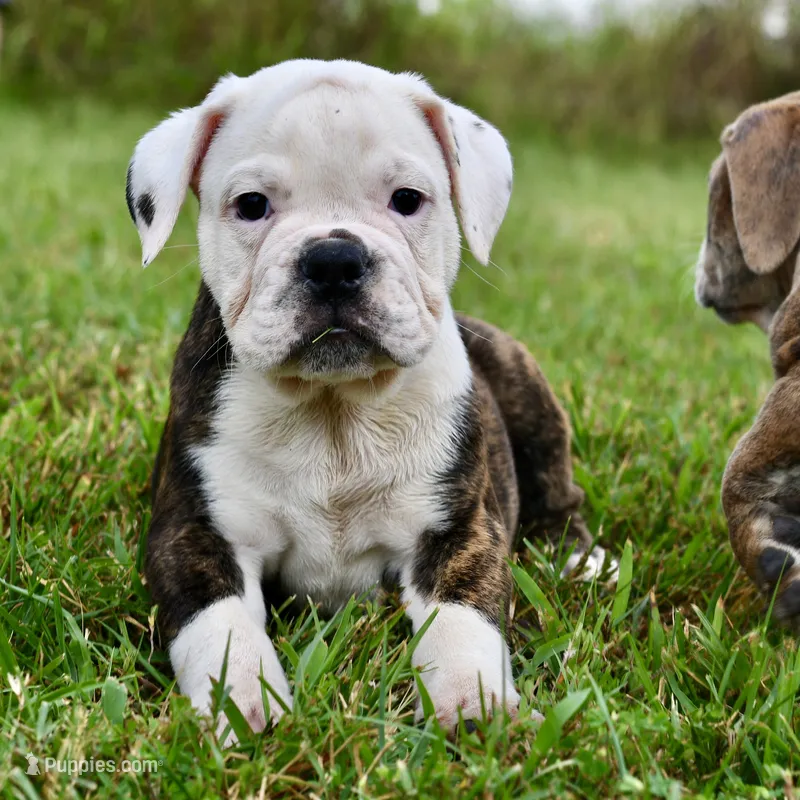 Lola – English Bulldog, Olde English Bulldogge puppy for sale in Grove, OK