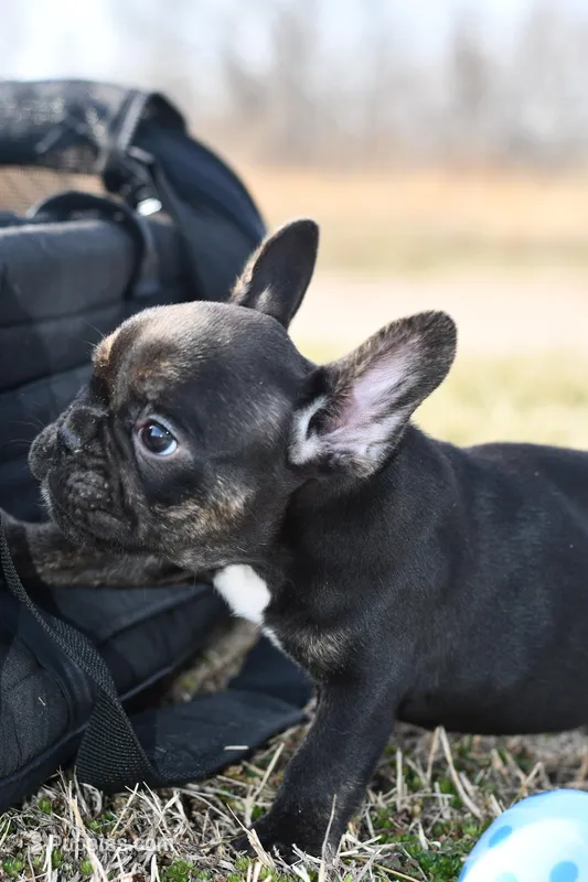 Rascal, a male French Bulldog and Olde English Bulldogge for sale in Grove, OK – Photo 1 of 5