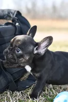 Rascal, a male French Bulldog and Olde English Bulldogge for sale in Grove, OK – Photo 1 of 5