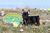 Rascal, a male French Bulldog and Olde English Bulldogge for sale in Grove, OK – Photo 2 of 5