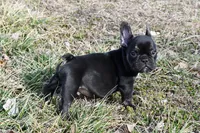 Rascal, a male French Bulldog and Olde English Bulldogge for sale in Grove, OK – Photo 5 of 5