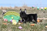 Rascal, a male French Bulldog and Olde English Bulldogge for sale in Grove, OK – Photo 4 of 5