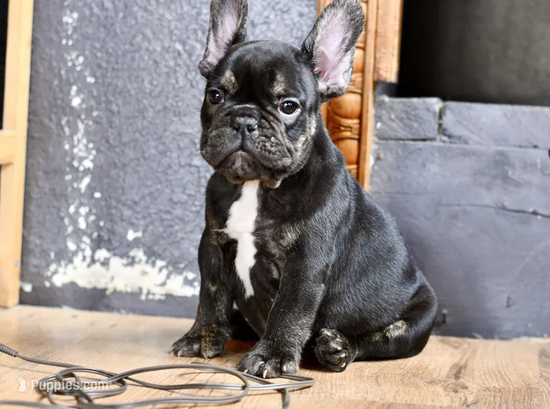 Rascal – French Bulldog, Olde English Bulldogge puppy for sale in Grove, OK