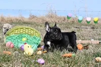 Rascal, a male French Bulldog and Olde English Bulldogge for sale in Grove, OK – Photo 3 of 5