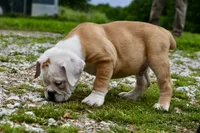 Winston, a male Olde English Bulldogge for sale in Grove, OK – 5 of 9