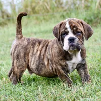 Clifford , a male English Bulldog and Olde English Bulldogge for sale in Grove, OK – 7 of 10