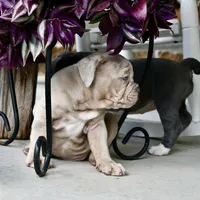 Pippa, a female English Bulldog and Olde English Bulldogge for sale in Grove, OK – 10 of 10