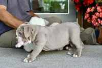 Clyde, a male English Bulldog and Olde English Bulldogge for sale in Grove, OK – 10 of 10