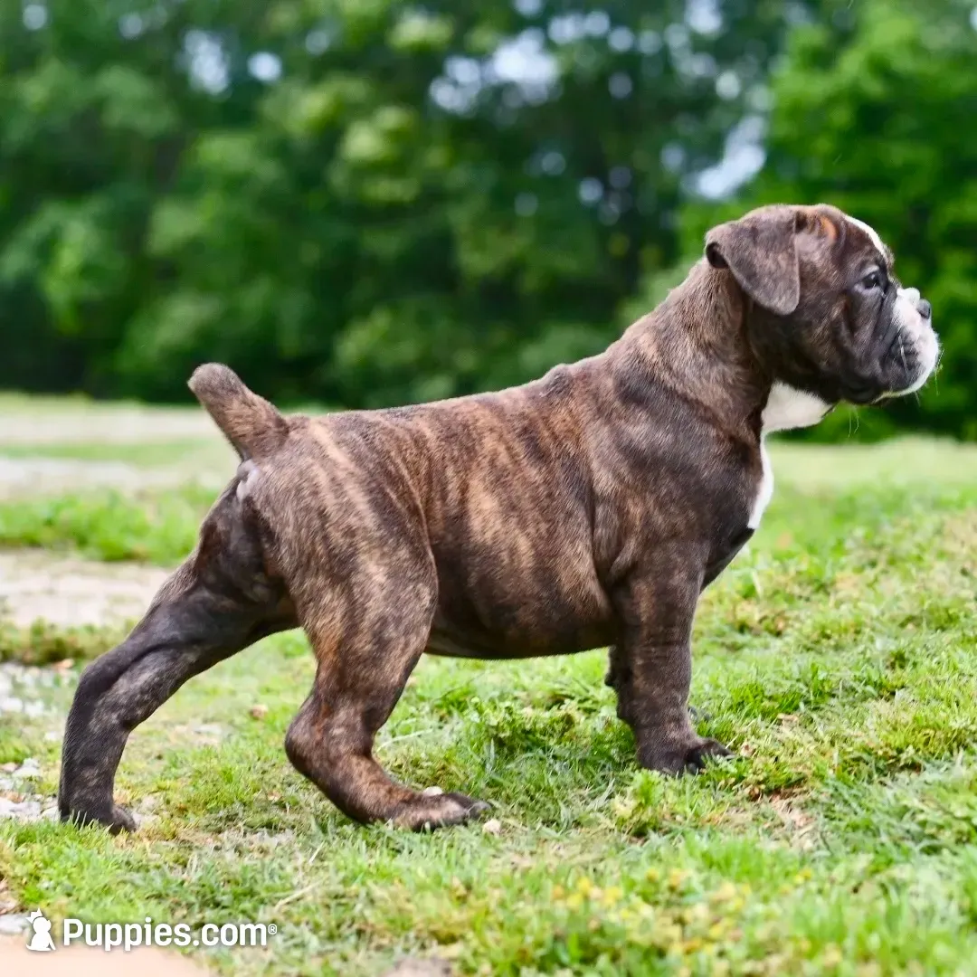 Charlie, a female Olde English Bulldogge for sale in Grove, OK – 2 of 10
