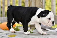 Sophie, a female English Bulldog and Olde English Bulldogge for sale in Grove, OK – 5 of 10