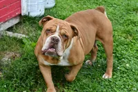Otis, a male English Bulldog and Olde English Bulldogge for sale in Grove, OK – 10 of 10