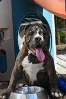 Lexi, a female English Bulldog and Olde English Bulldogge for sale in Grove, OK – 4 of 10