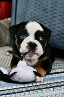 Jack, a male English Bulldog and Olde English Bulldogge for sale in Grove, OK – 6 of 10