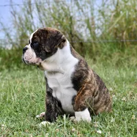 Toby, a male English Bulldog and Olde English Bulldogge for sale in Grove, OK – 5 of 10