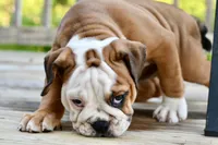 Kenya, a female English Bulldog and Olde English Bulldogge for sale in Grove, OK – 1 of 10