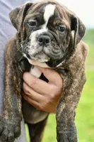 Charlie, a female Olde English Bulldogge for sale in Grove, OK – 5 of 10