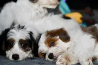 Hazel, a female Miniature Bernedoodle for sale in Grove, OK – 7 of 9