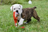 Lola, a female English Bulldog and Olde English Bulldogge for sale in Grove, OK – 3 of 10