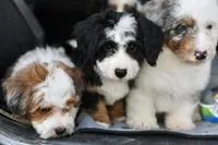 Thelma, a female Miniature Bernedoodle for sale in Grove, OK – 7 of 9